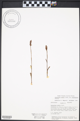 Spiranthes ovalis image