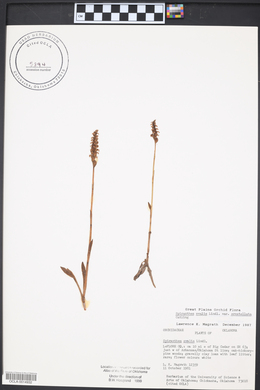 Spiranthes ovalis image