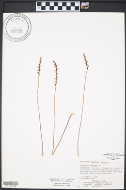 Spiranthes tuberosa image