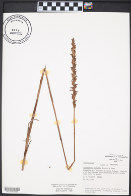 Spiranthes vernalis image