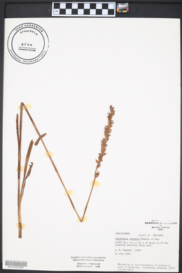 Spiranthes vernalis image