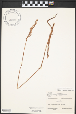 Spiranthes vernalis image