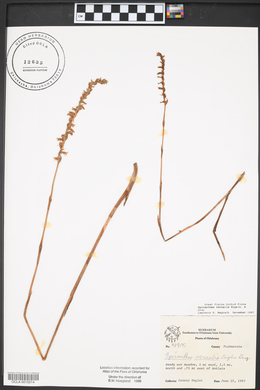 Spiranthes vernalis image
