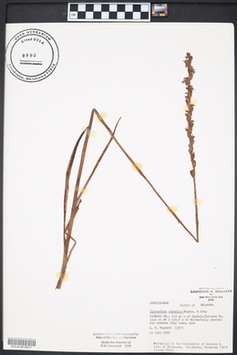 Spiranthes vernalis image