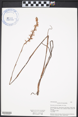 Spiranthes vernalis image