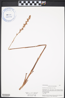 Spiranthes vernalis image