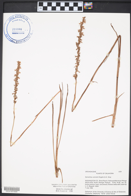 Spiranthes vernalis image