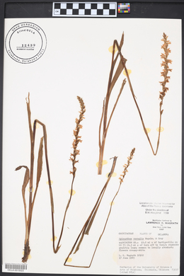 Spiranthes vernalis image