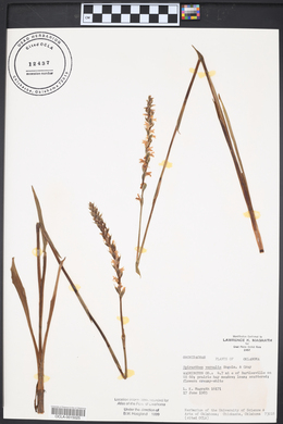 Spiranthes vernalis image