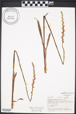 Spiranthes vernalis image