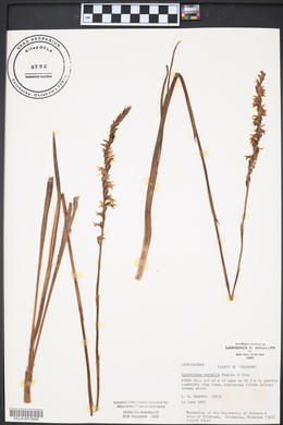 Spiranthes vernalis image