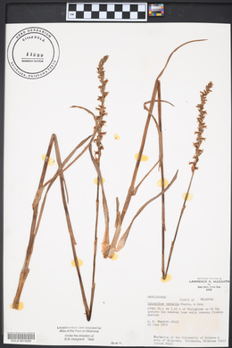 Spiranthes vernalis image