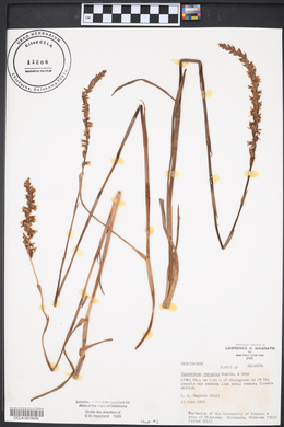 Spiranthes vernalis image