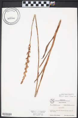 Spiranthes vernalis image