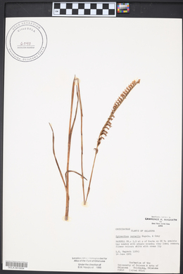 Spiranthes vernalis image