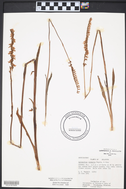 Spiranthes vernalis image