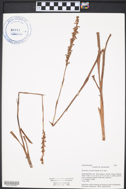 Spiranthes vernalis image