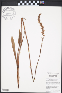 Spiranthes vernalis image