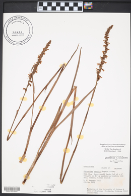 Spiranthes vernalis image