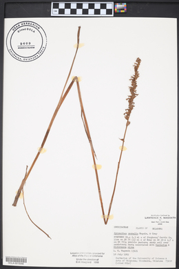 Spiranthes vernalis image