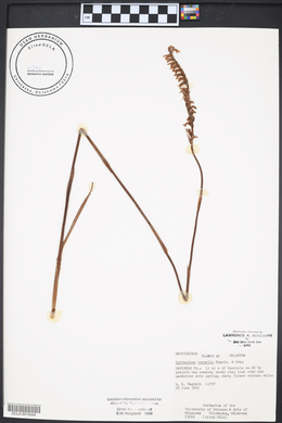 Spiranthes vernalis image