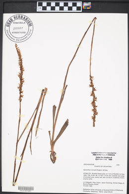 Spiranthes vernalis image