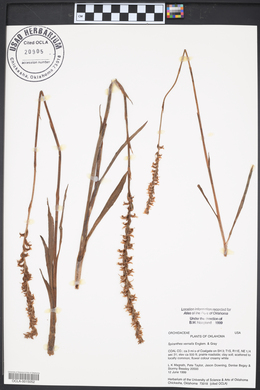 Spiranthes vernalis image