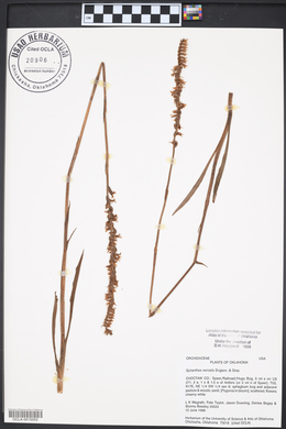 Spiranthes vernalis image