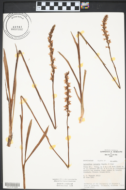 Spiranthes vernalis image