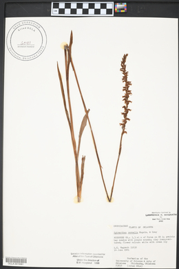 Spiranthes vernalis image