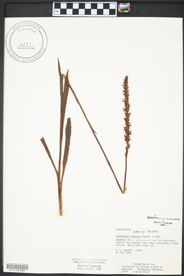 Spiranthes vernalis image