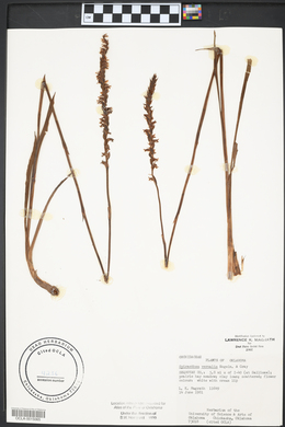 Spiranthes vernalis image