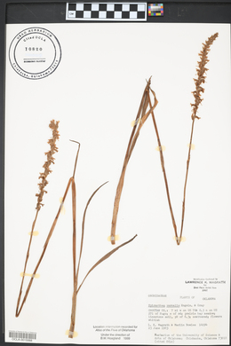 Spiranthes vernalis image