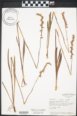 Spiranthes vernalis image