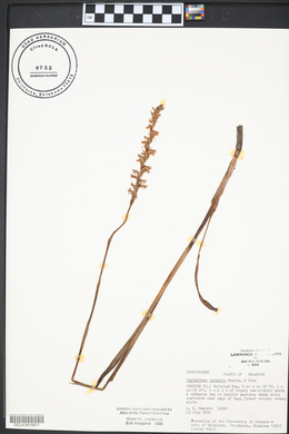 Spiranthes vernalis image