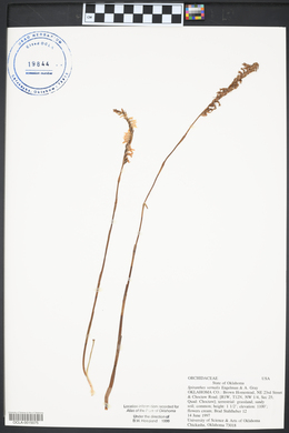 Spiranthes vernalis image