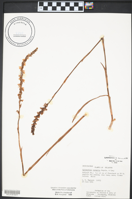 Spiranthes vernalis image