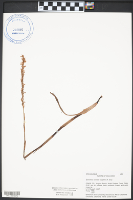 Spiranthes vernalis image