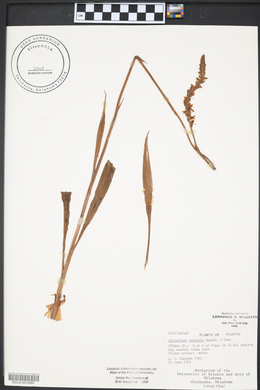 Spiranthes vernalis image