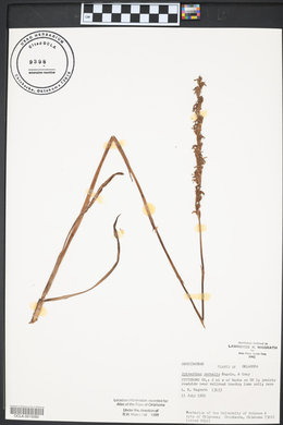Spiranthes vernalis image