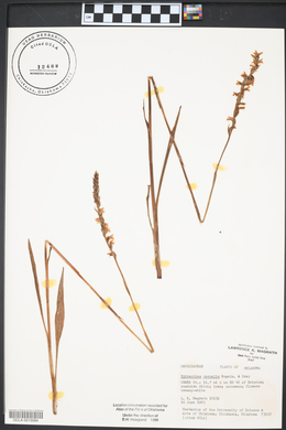 Spiranthes vernalis image