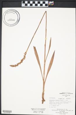 Spiranthes vernalis image