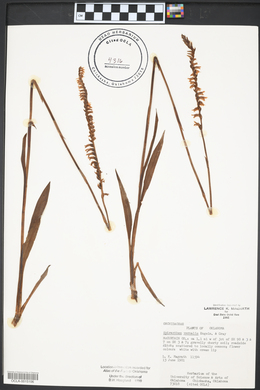 Spiranthes vernalis image