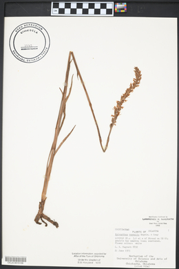 Spiranthes vernalis image