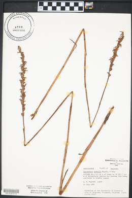 Spiranthes vernalis image