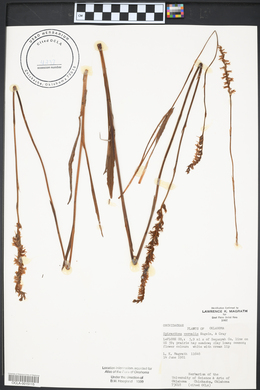 Spiranthes vernalis image