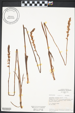 Spiranthes vernalis image