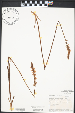 Spiranthes vernalis image