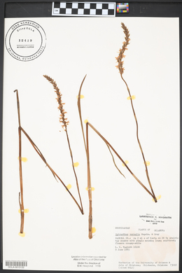 Spiranthes vernalis image