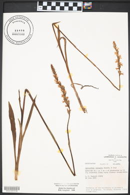 Spiranthes vernalis image